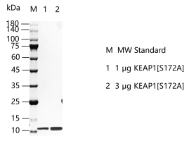 M150520014-KEAP1[S172A].png