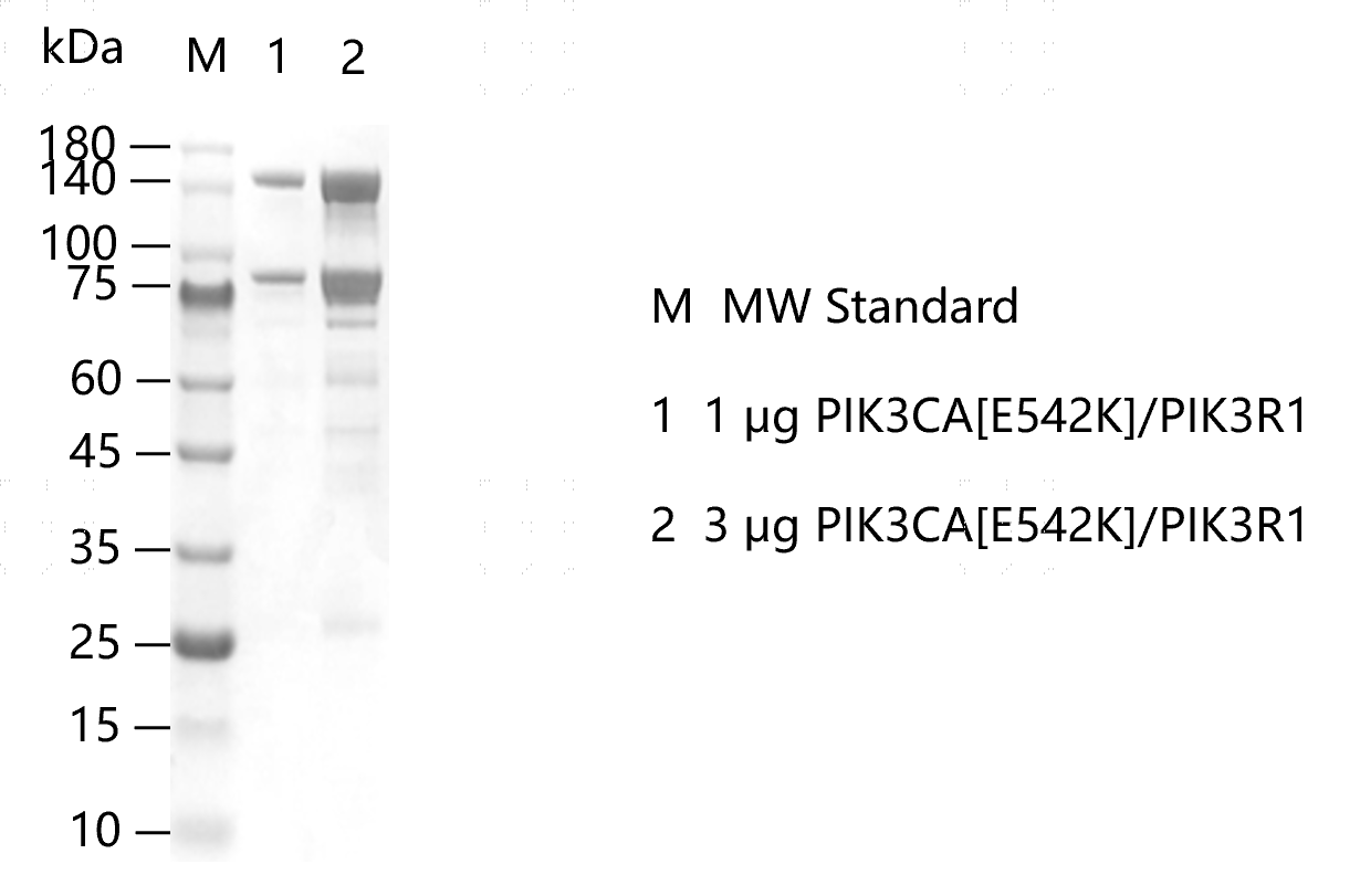 G151105011-PIK3CA[E542K] PIK3R1.png