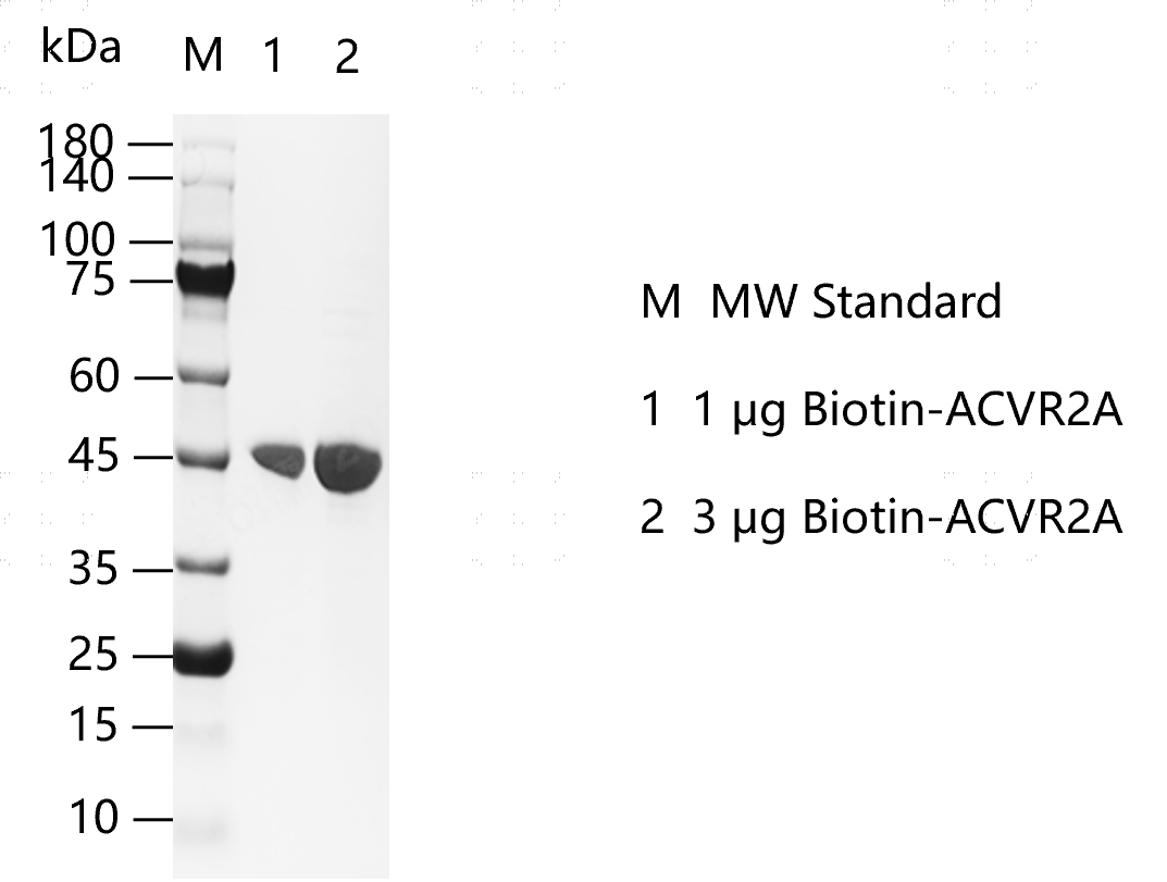 G150306011-Biotin-ACVR2A.png