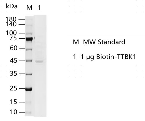 K140815011-Biotin-TTBK1.png
