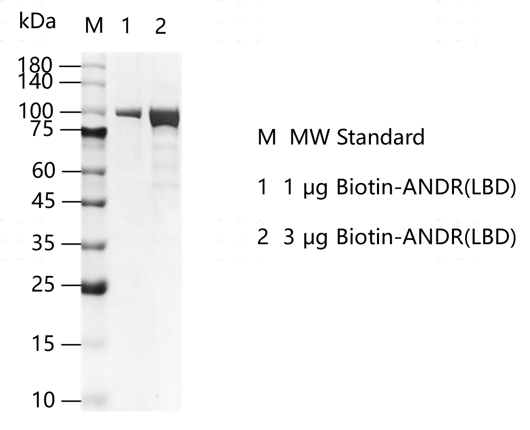 M151209023-Biotin-ANDR(LBD).png