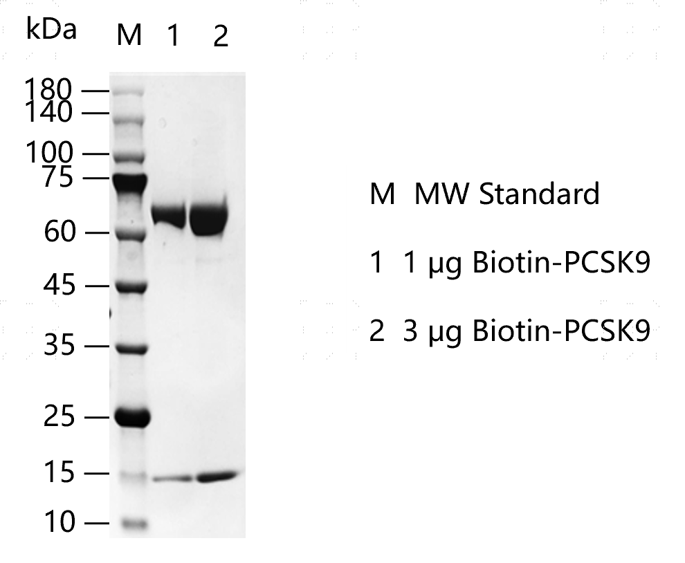 G150613011-Biotin-PCSK9.png