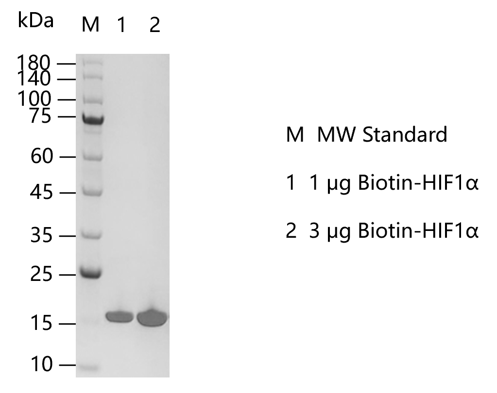 M150225011-Biotin-HIF1α.png