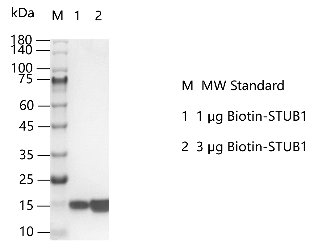 K151031011-Biotin-STUB1.png
