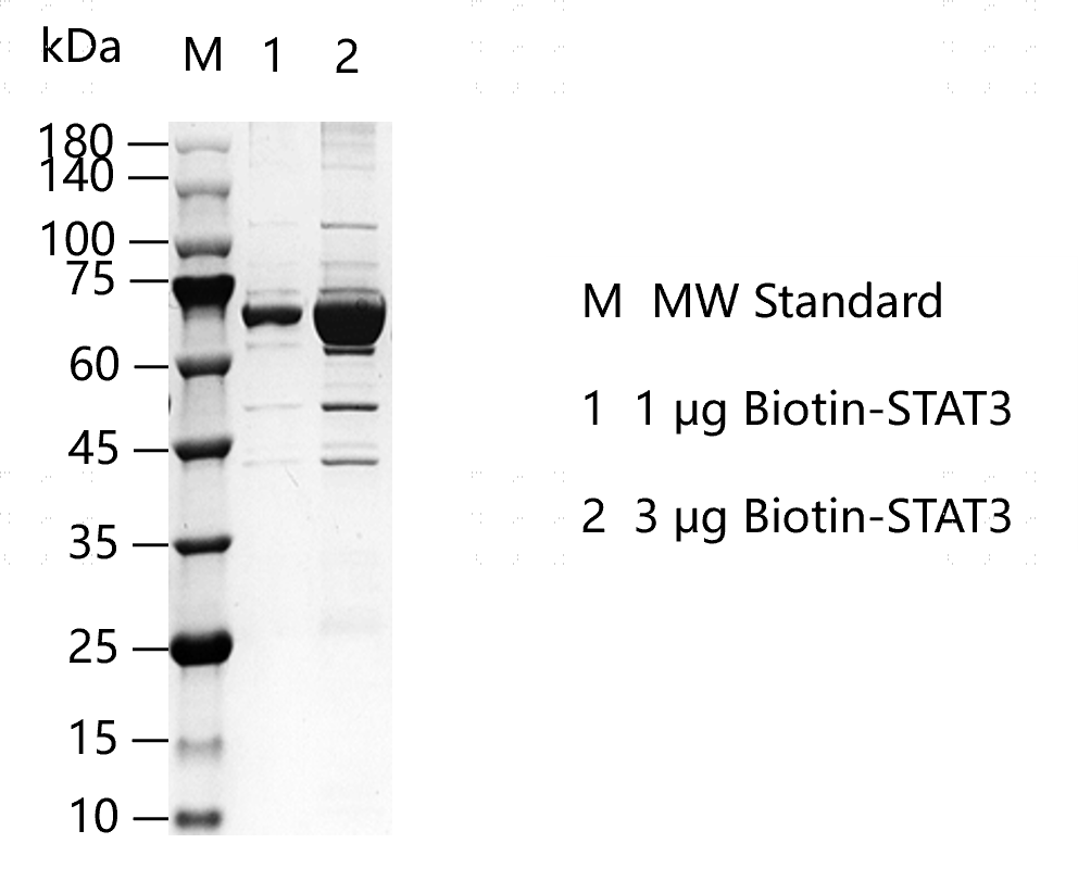 K150606011-Biotin-STAT3.png