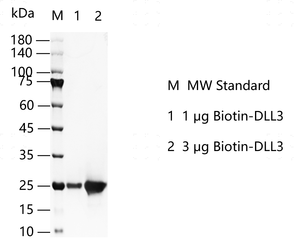 G150530011-Biotin-DLL3.png
