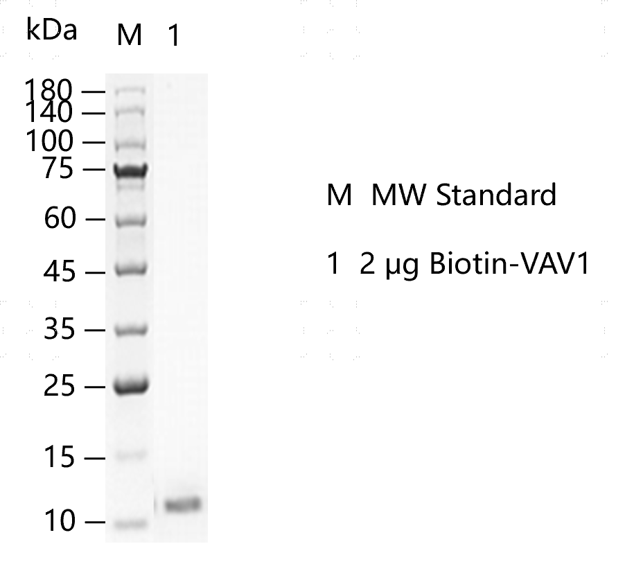 M141217011-Biotin-VAV1.png