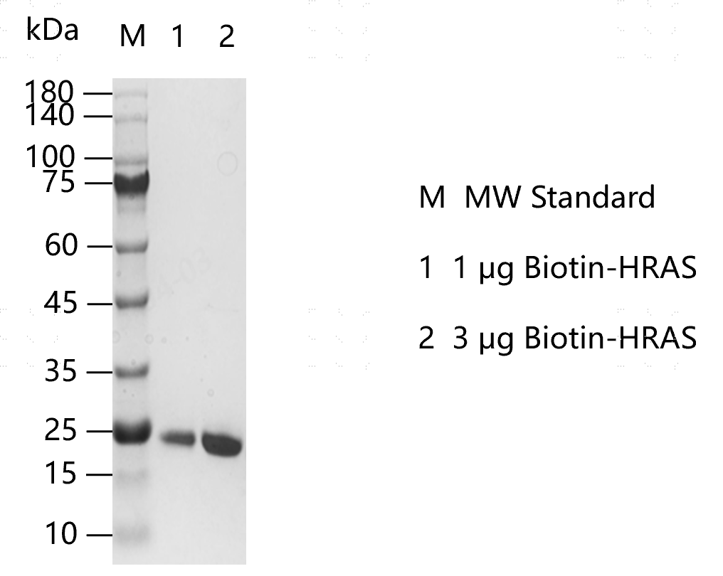 M150313022-Biotin-HRAS.png