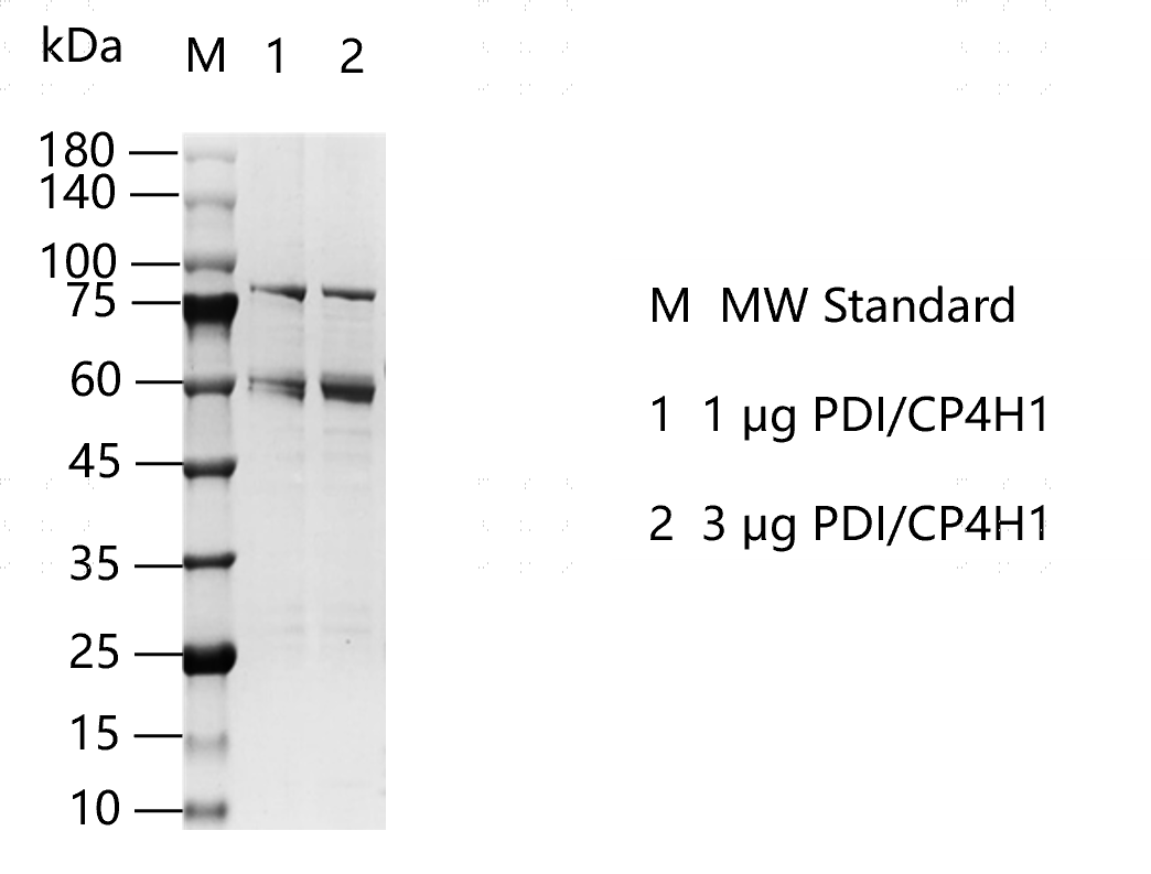 M150617021-PDI CP4H1.png