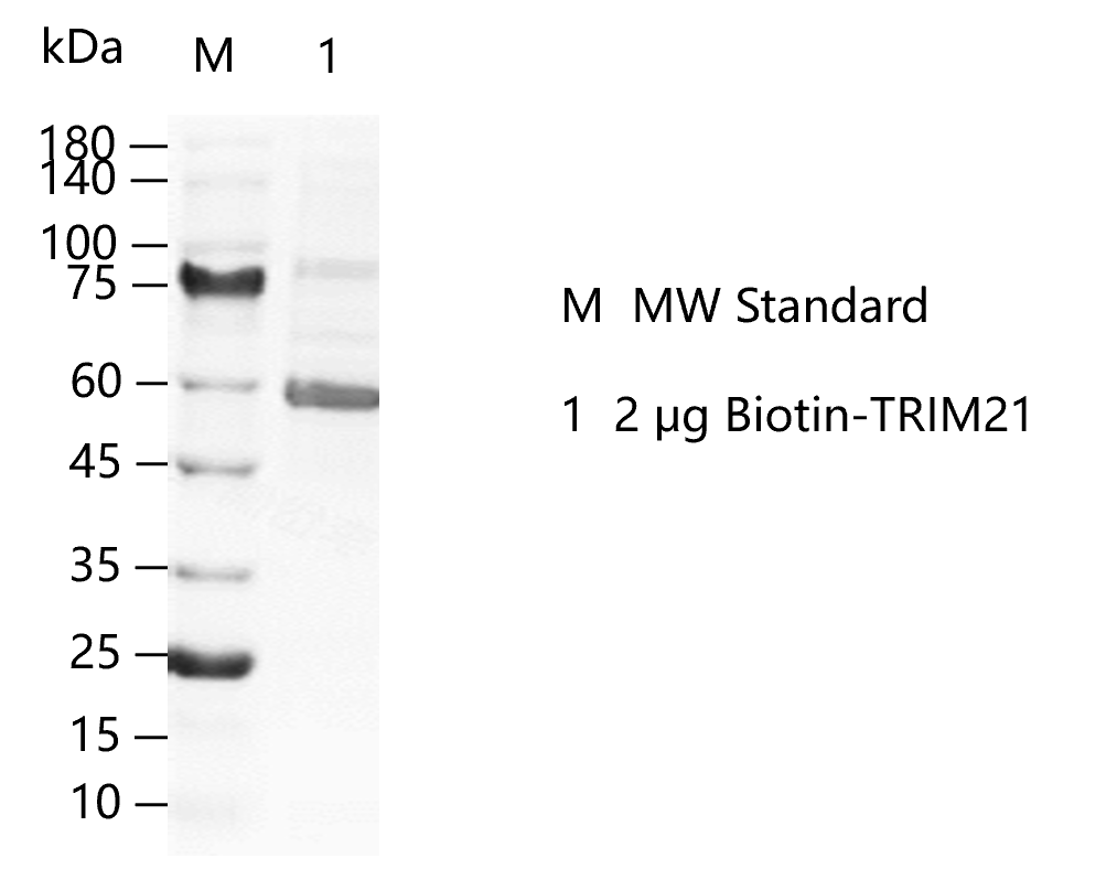 G150402031-Biotin-TRIM21.png