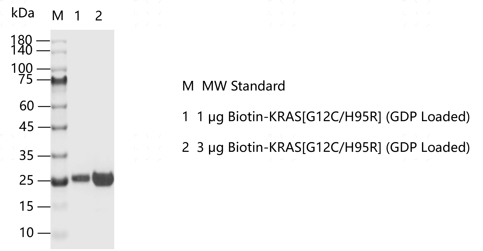 K151113011-Biotin-KRAS[G12C H95R](GDP lo