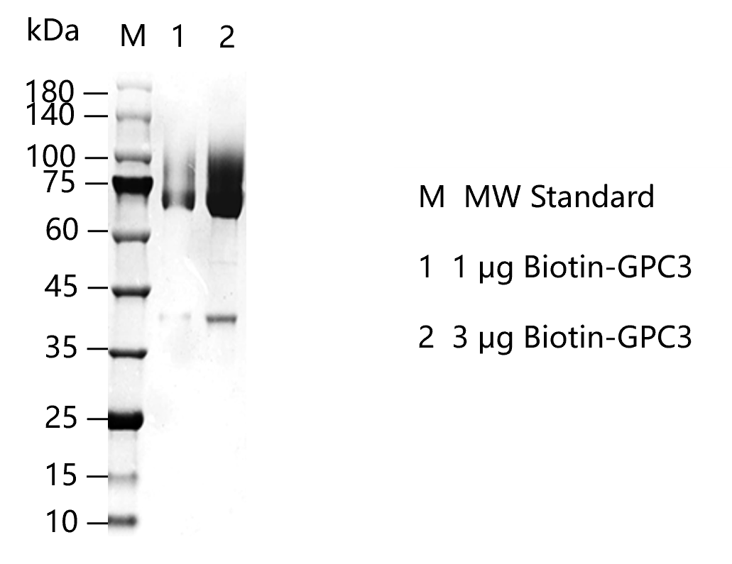 K150723016-Biotin-GPC3.png