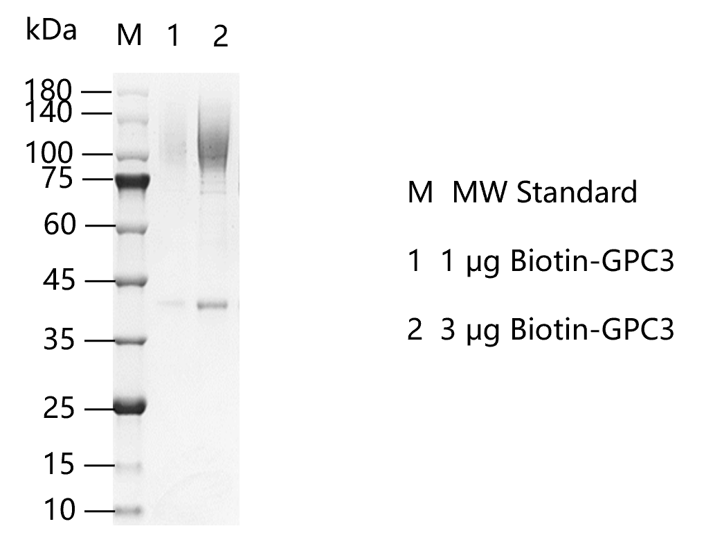 K150731013-Biotin-GPC3.png