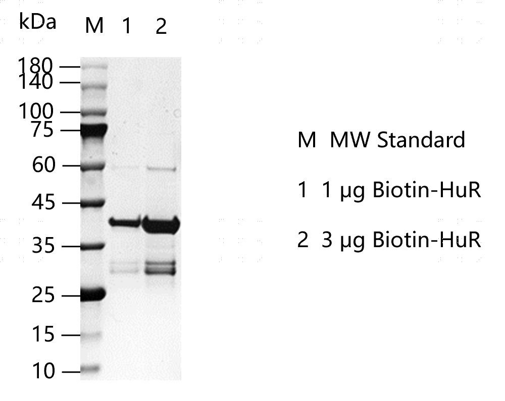 K150613012-Biotin-HuR.png