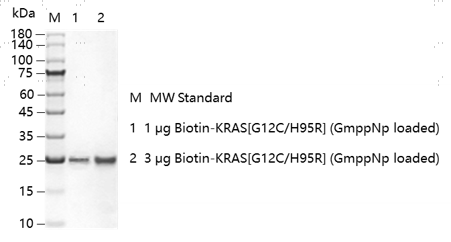 K151113014-Biotin-KRAS[G12C H95R](GmppNp