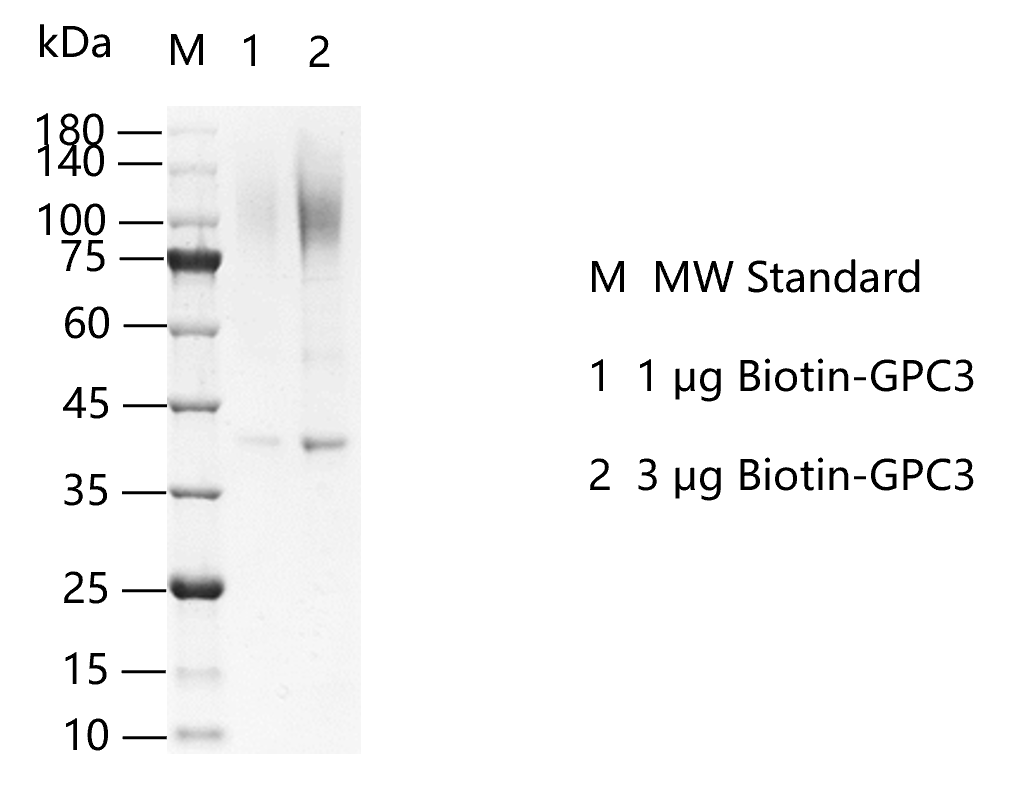 K150731011-Biotin-GPC3.png