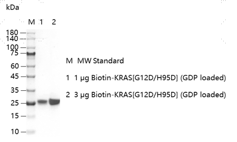 K151120011-Biotin-KRAS[G12D H95D](GDP lo