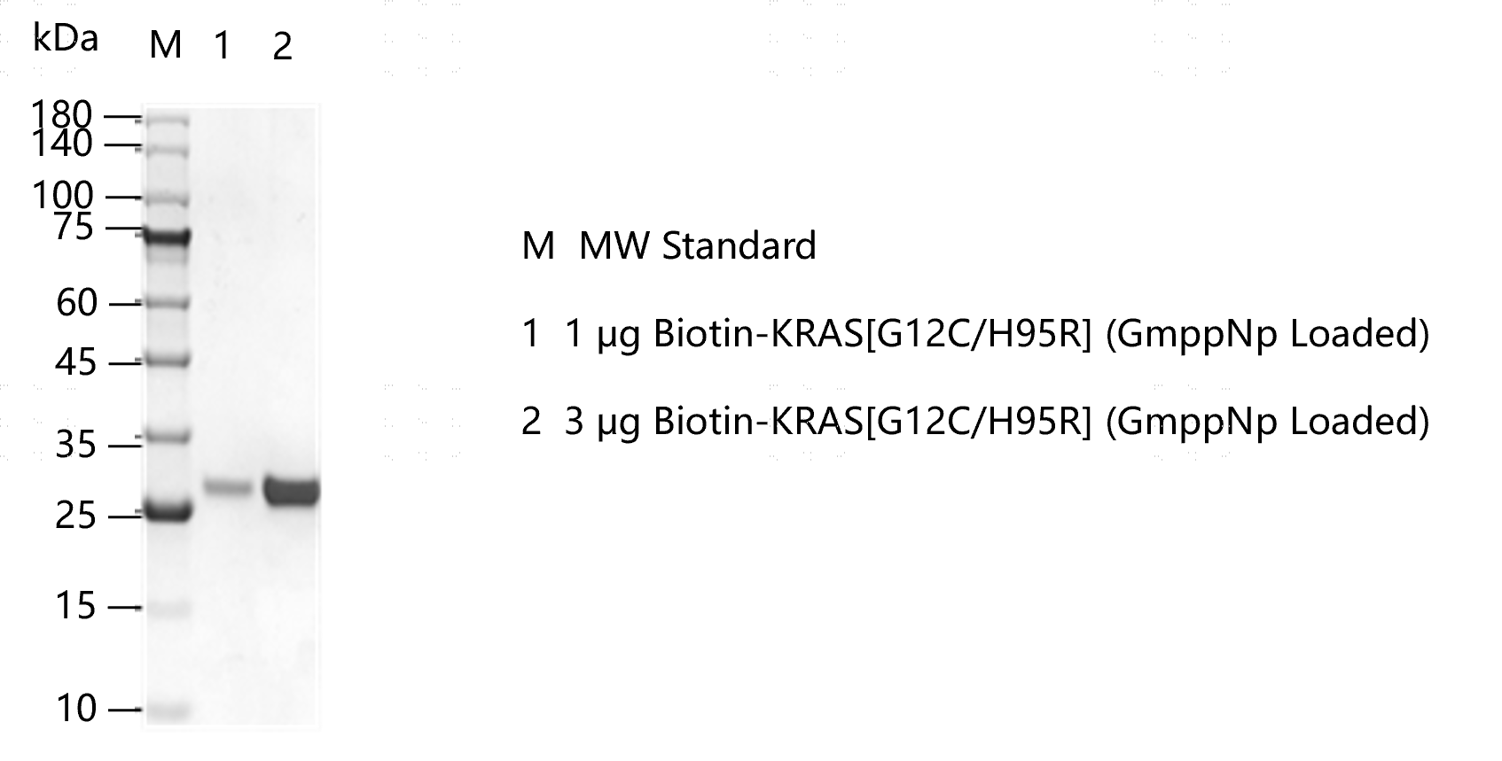 K151113012-Biotin-KRAS[G12C H95R](GmppNp