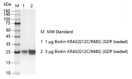 K151211013-Biotin-KRAS[G12C R68S](GDP lo