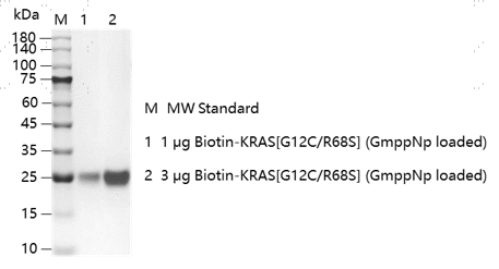K151211014-Biotin-KRAS[G12C R68S](GmppNp