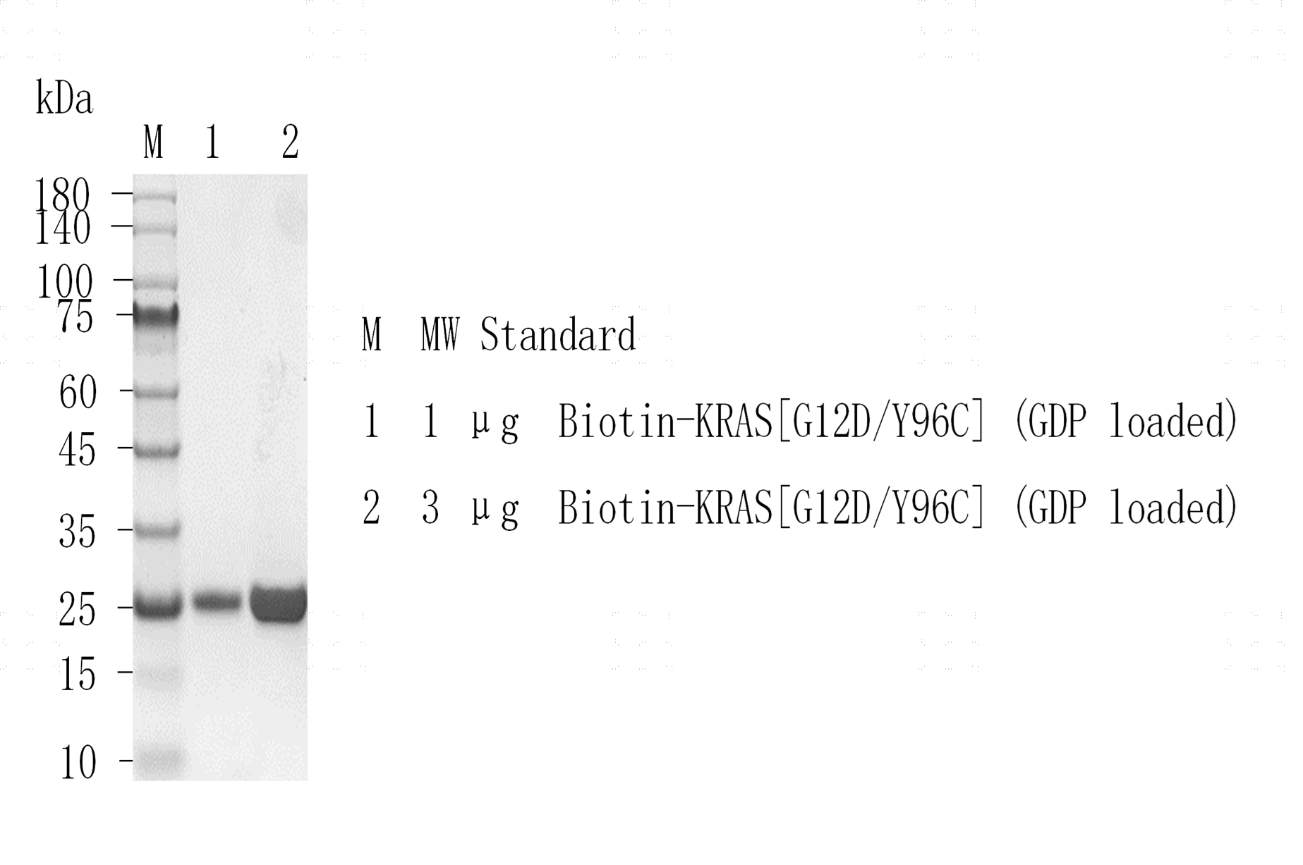 K151205013-Biotin-KRAS[G12D Y96C](GDP lo