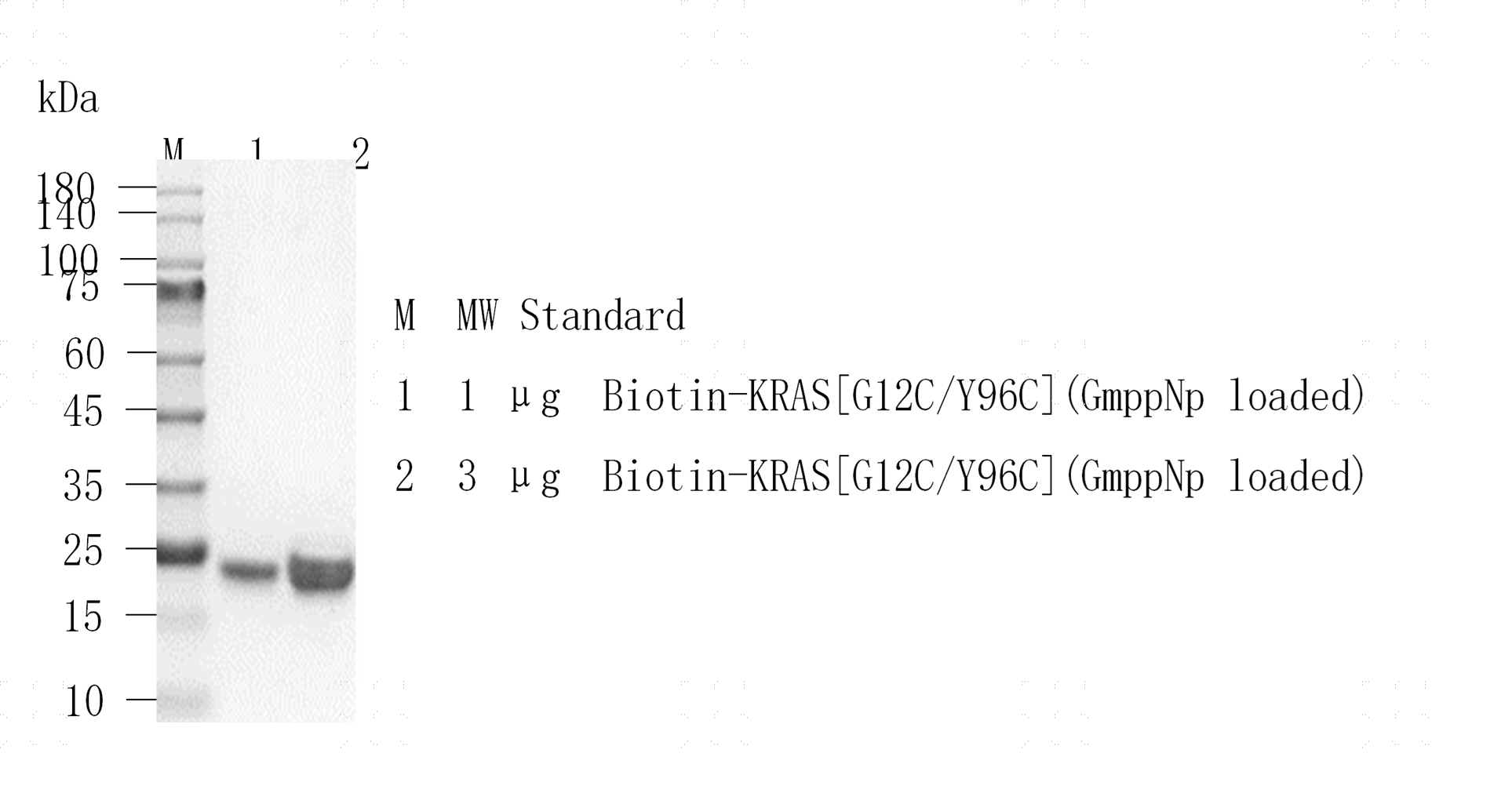 M151128014-Biotin-KRAS[G12C Y96C](GmppNp