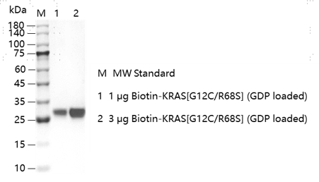 K151211011-Biotin-KRAS[G12C R68S](GDP lo