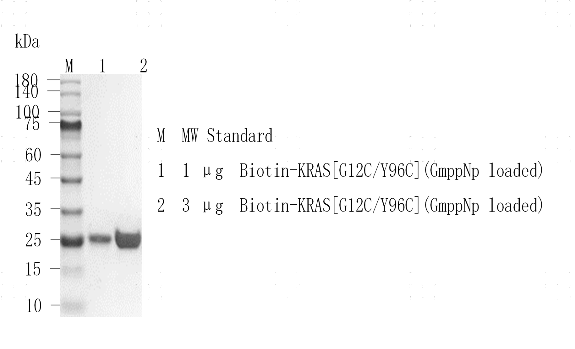 M151128012-Biotin-KRAS[G12C Y96C](GmppNp