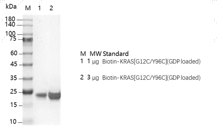 M151128013-Biotin-KRAS[G12C Y96C](GDP lo