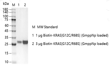 K151211012-Biotin-KRAS[G12C R68S](GmppNp