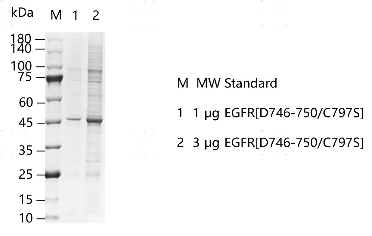 G150806021-EGFR[d746-750 C797S].png