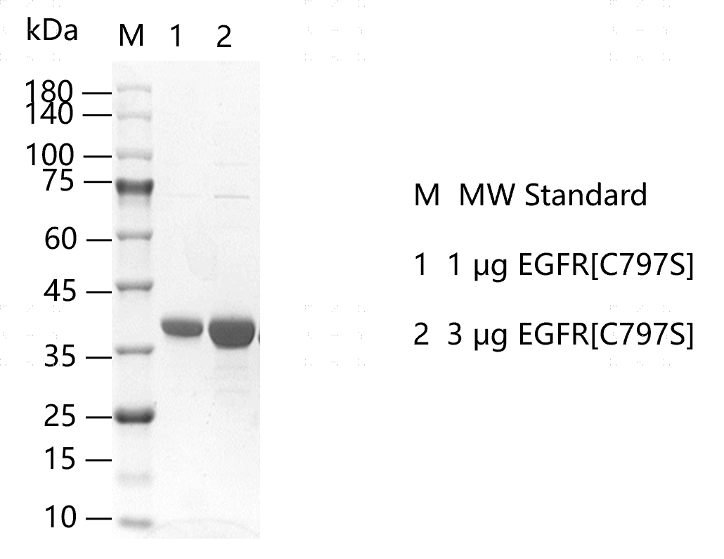 G150827021-EGFR[C797S].png