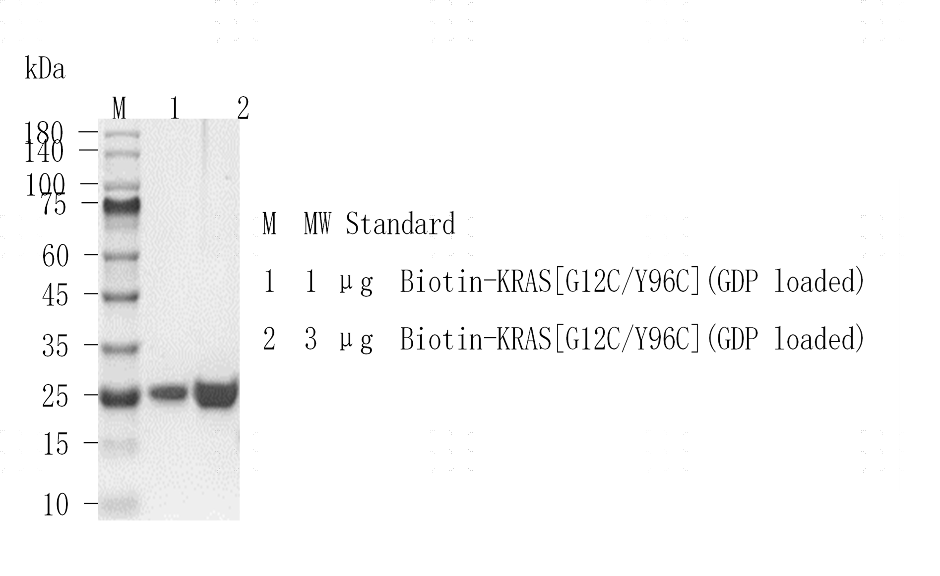M151128011-Biotin-KRAS[G12C Y96C](GDP lo