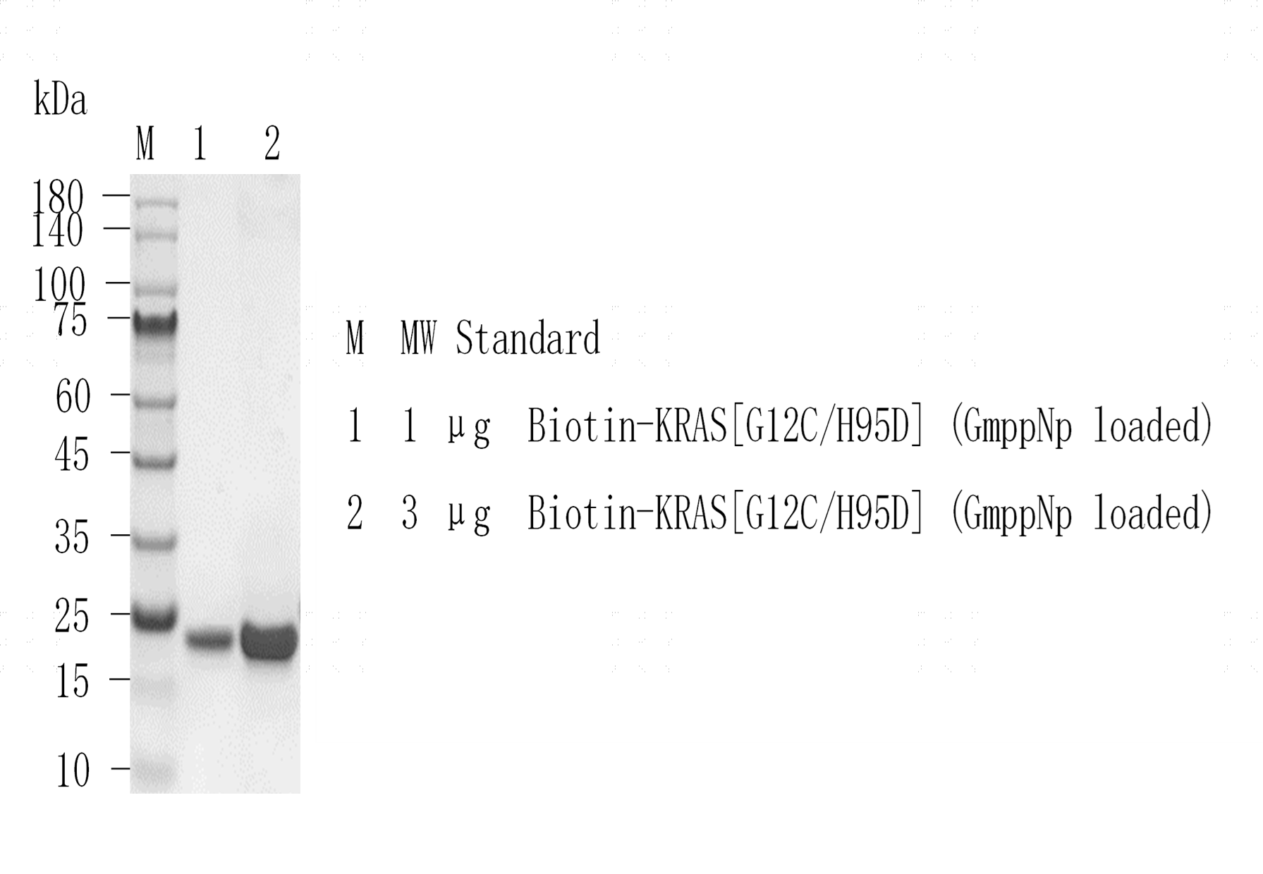 M151203014-Biotin-KRAS[G12C H95D](GmppNp