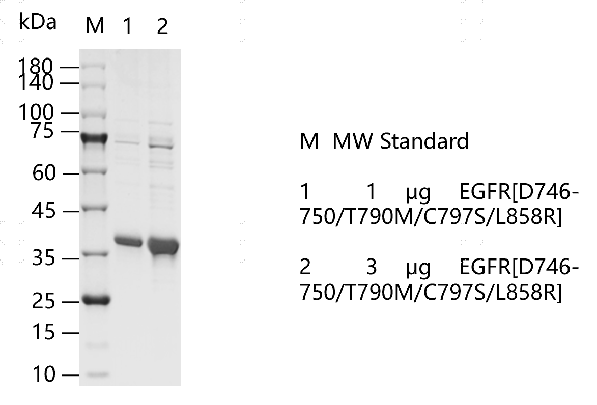 K150820012-EGFR[d746-750 T790M C797S L85