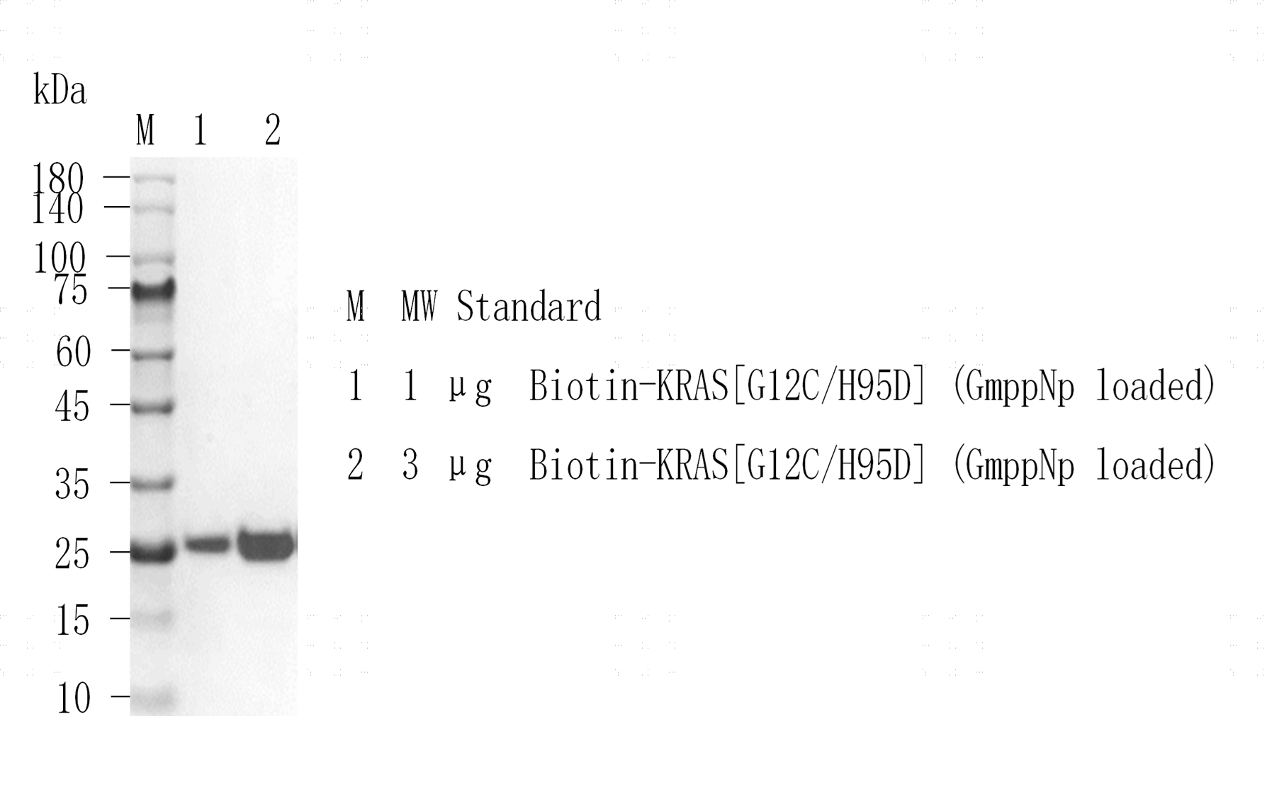 M151203012-Biotin-KRAS[G12C H95D](GmppNp