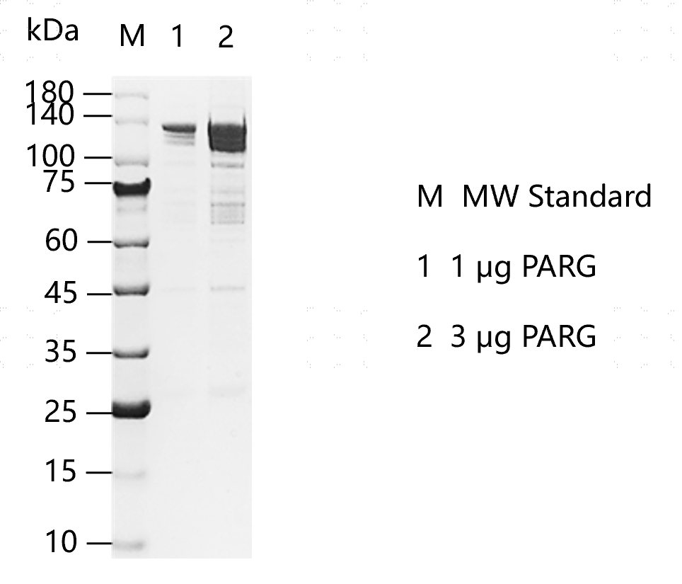 K160114011-PARG.png