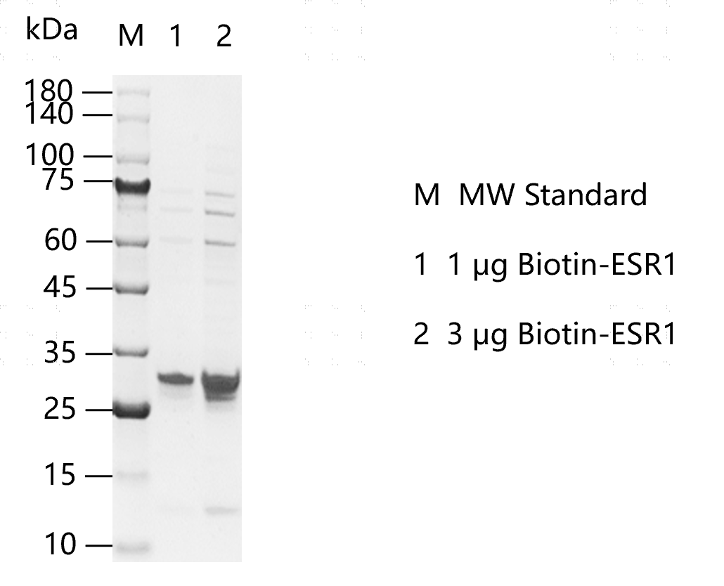 K160109011-Biotin-ESR1.png