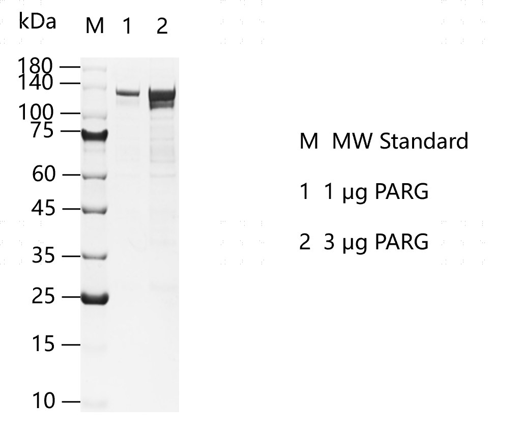 K160113015-PARG.png