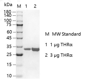G151209022-THRα.png