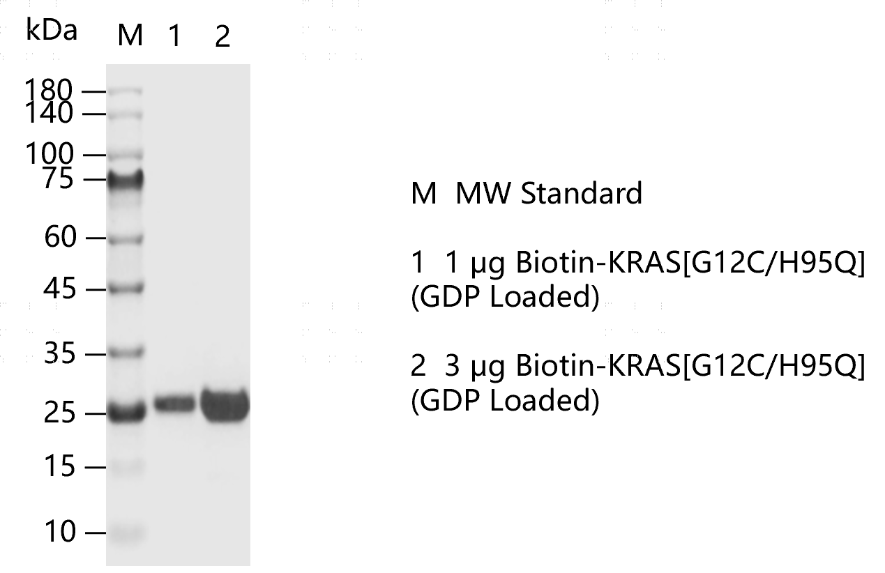 K151106011-Biotin-KRAS[G12C H95Q](GDP lo