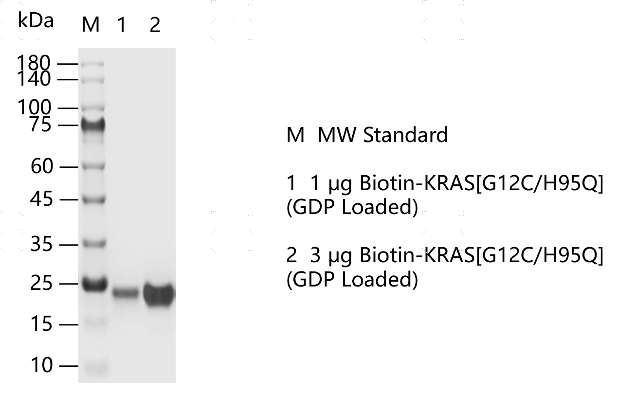 K151106013-Biotin-KRAS[G12C H95Q](GDP lo