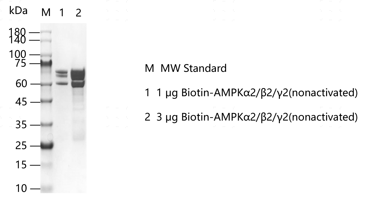 K151015012-Biotin-AMPKα2 β2 γ2(nonactiva