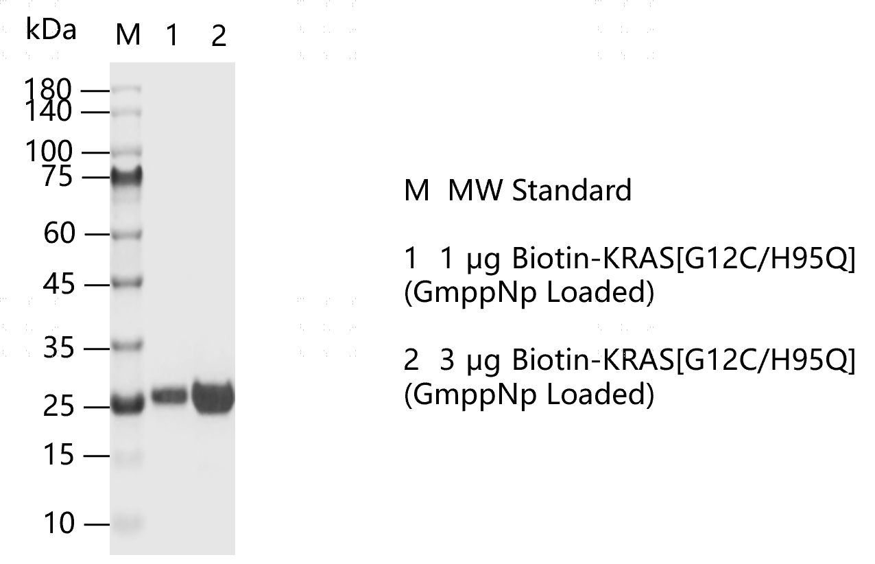 K151106012-Biotin-KRAS[G12C H95Q](GmppNp
