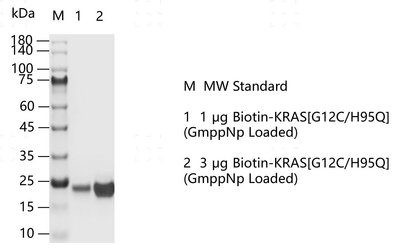K151106014-Biotin-KRAS[G12C H95Q](GmppNp