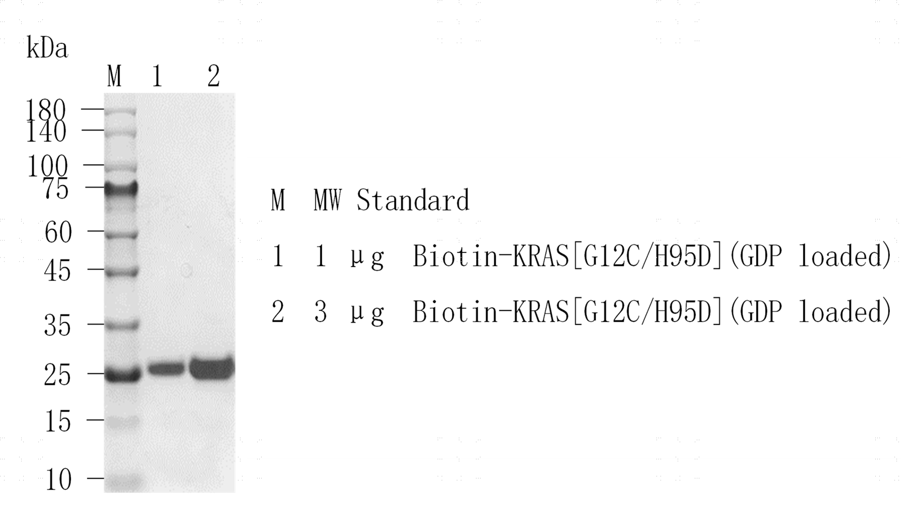 M151203011-Biotin-KRAS[G12C H95D](GDP lo