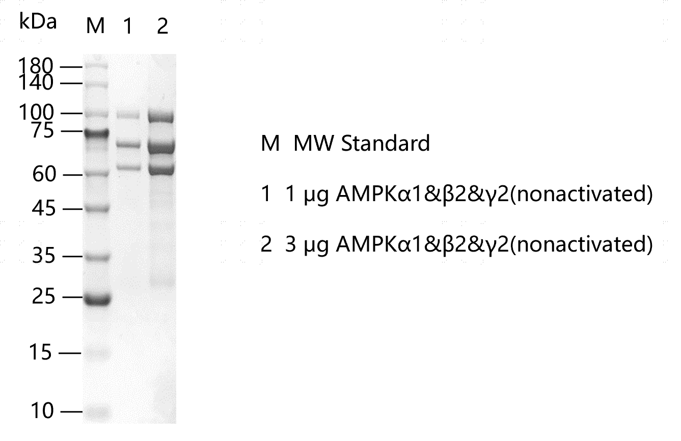 G151114011-AMPKα1 β2 γ2(nonactivated).pn