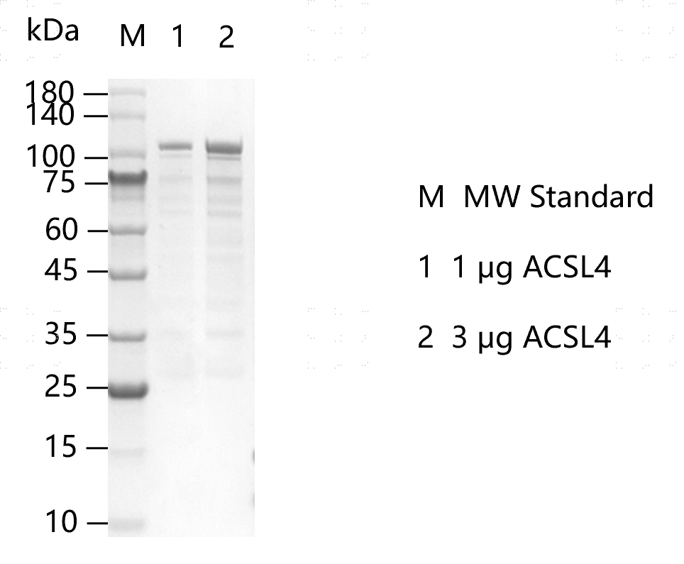 K151225011-ACSL4.png