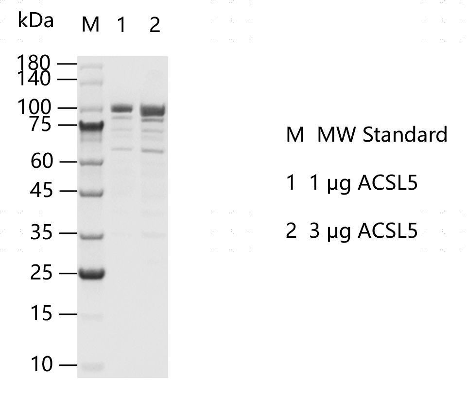 K151223011-ACSL5.png
