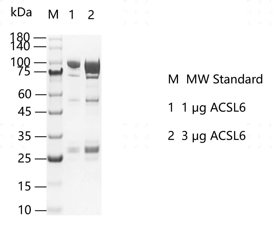 K160120021-ACSL6.png
